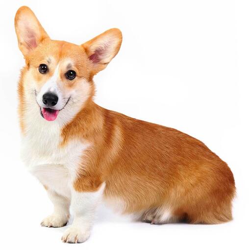 Perro de raza Corgi galés de Pembroke