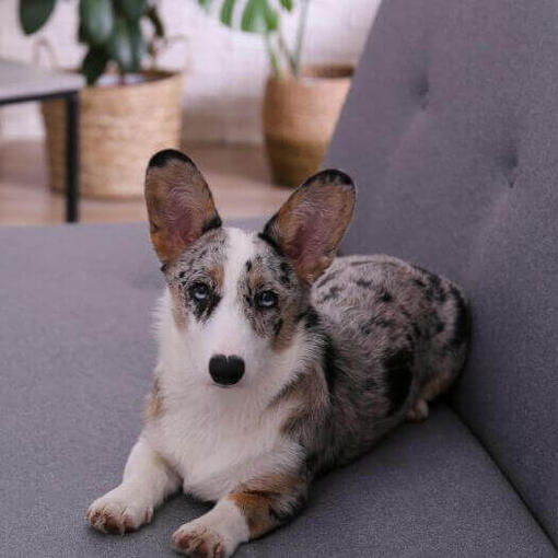 Corgi galés de Cardigan tumbado en el sofá