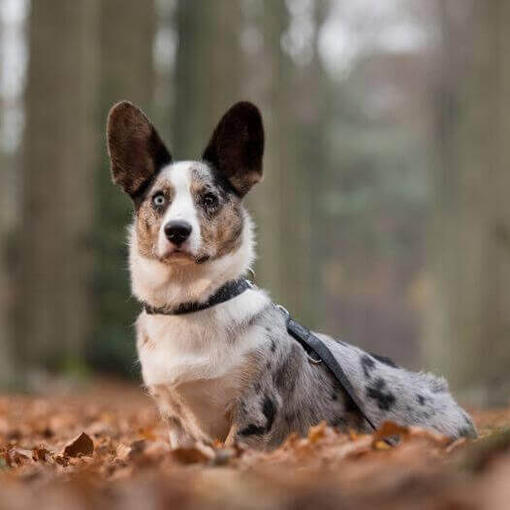 Corgi galés de Cardigan de pie en el bosque