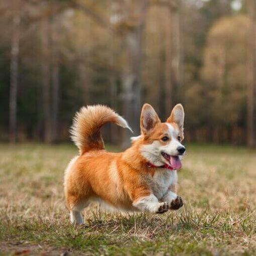 Corgi galés de Pembroke corriendo por el bosque