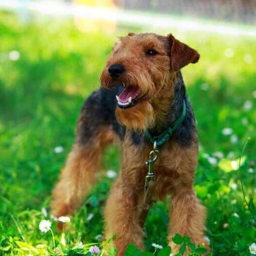 Terrier galés de pie en el campo con hierba verde