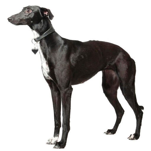 Perro de raza Whippet