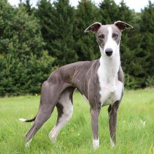 Perro de raza Whippet