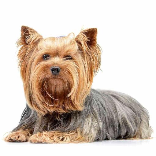 Perro de raza Yorkshire Terrier