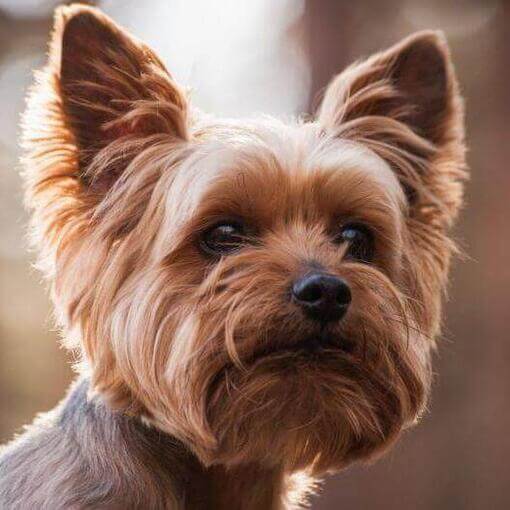 Yorkshire Terrier mirando hacia ti