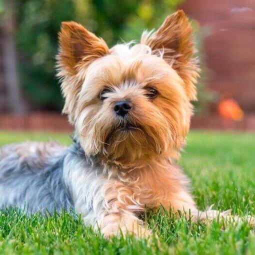 Yorkshire Terrier tumbado en la hierba