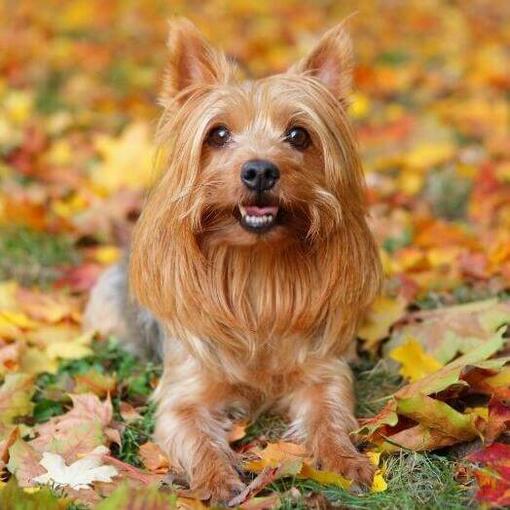 Perro de raza Silky Terrier australiano