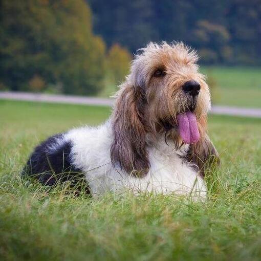 Basset Grifón vandeano (grande)