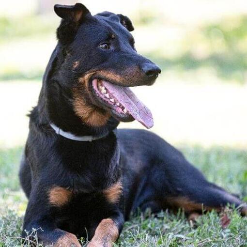 Perro de raza Beauceron