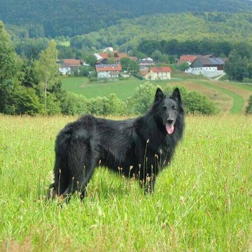 Perro de raza Pastor belga Groenendael