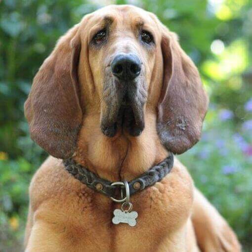 Raza de perro Bloodhound