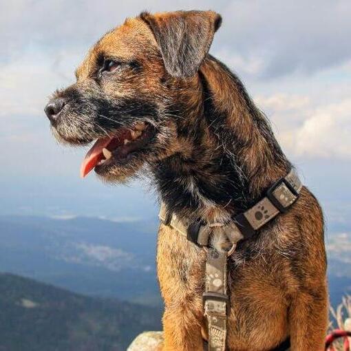 Perro de raza Border Terrier