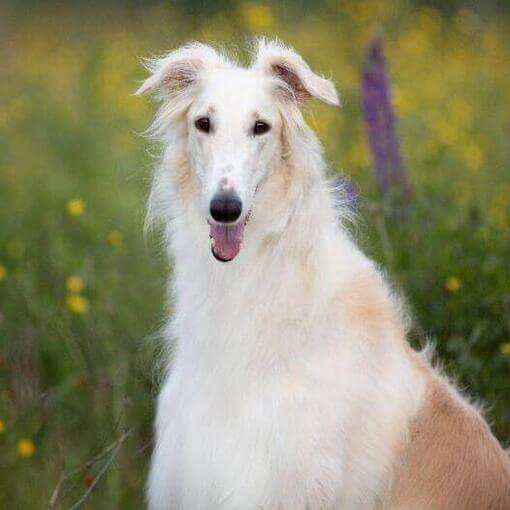 Perro de raza Borzoi