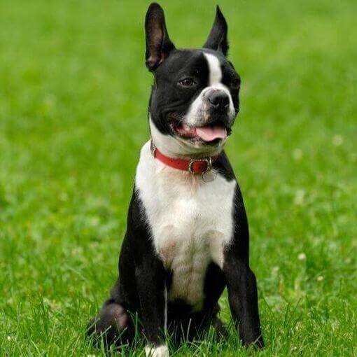 Perro de raza Boston Terrier