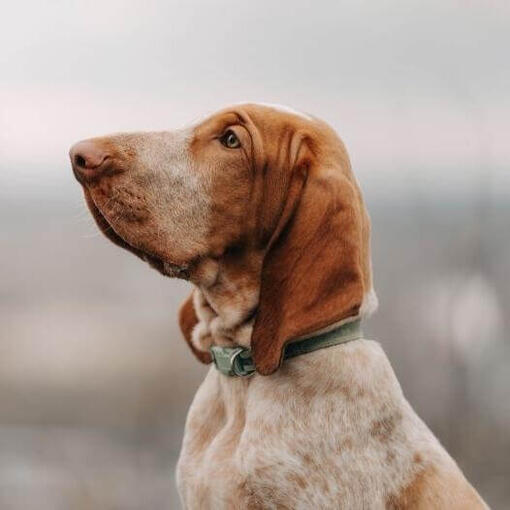 Braco italiano de pie cerca del agua