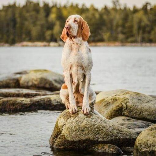 Perro de raza Braco italiano