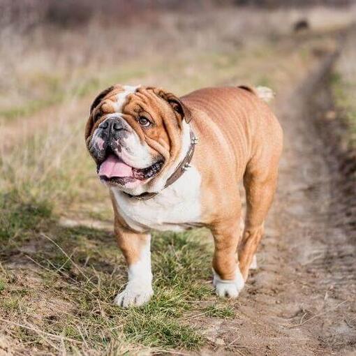 Perro de raza Bulldog