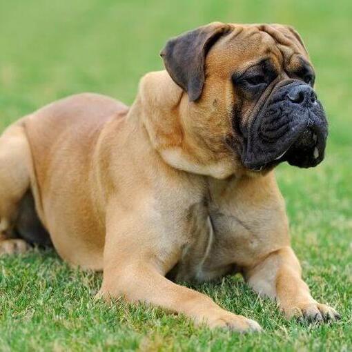 Perro de raza Bullmastiff