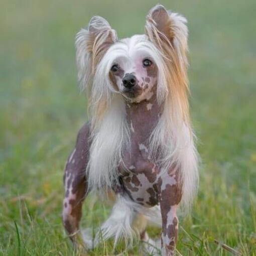 Perro de raza Crestado chino