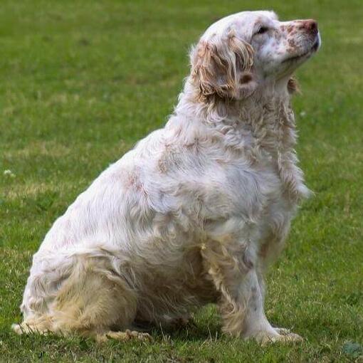 Perro de raza Clumber Spaniel