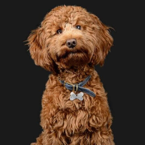 Perro de raza Cockerpoo