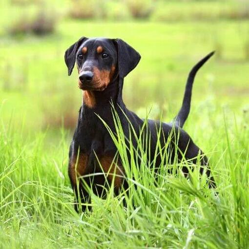 Pinscher alemán