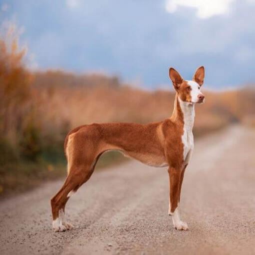 Podenco ibicenco