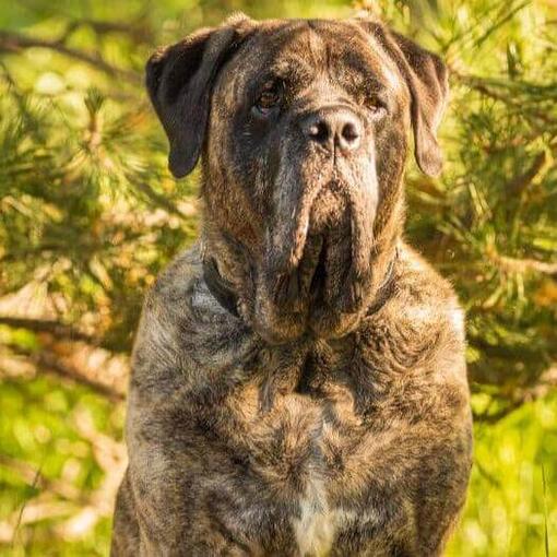 Mastín inglés o mastiff