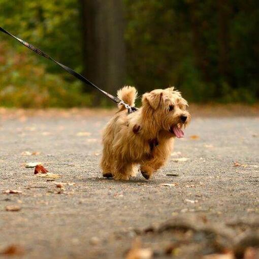 Terrier de Norfolk