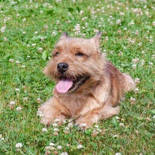 Terrier de Norwich