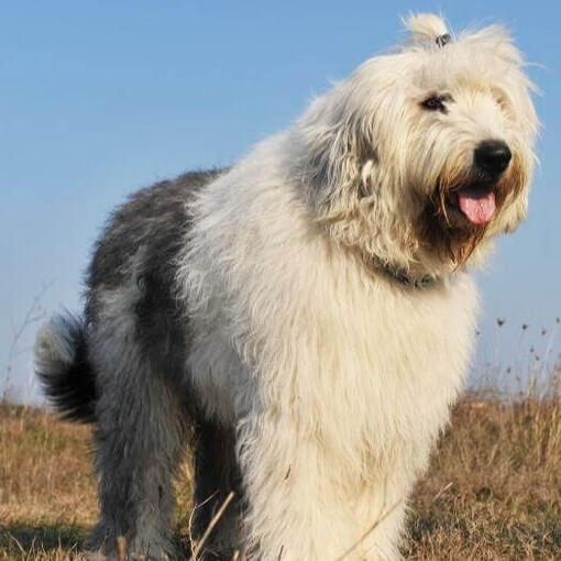 Bobtail (antiguo perro pastor inglés)