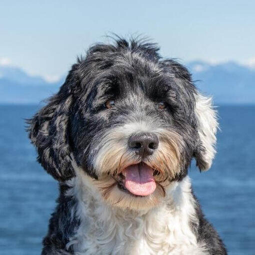 Perro de agua portugués