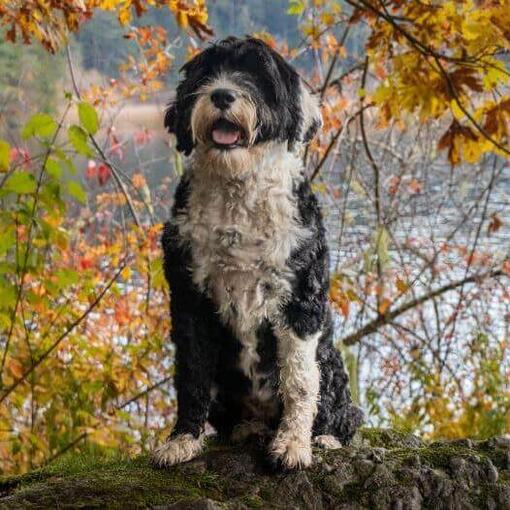 Perro de agua portugués