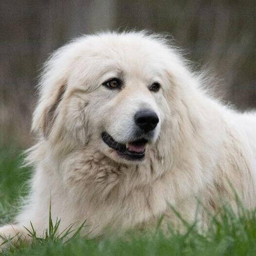 Perro de montaña de los Pirineos