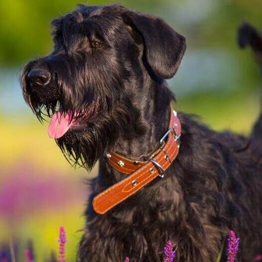 Schnauzer estándar
