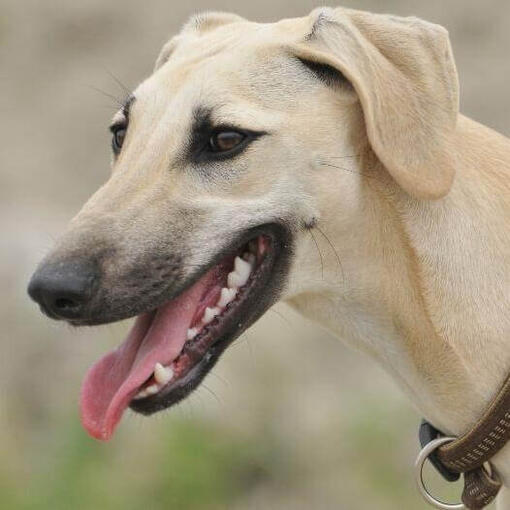 Sloughi (galgo árabe)