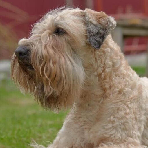 Soft Coated Wheaten Terrier