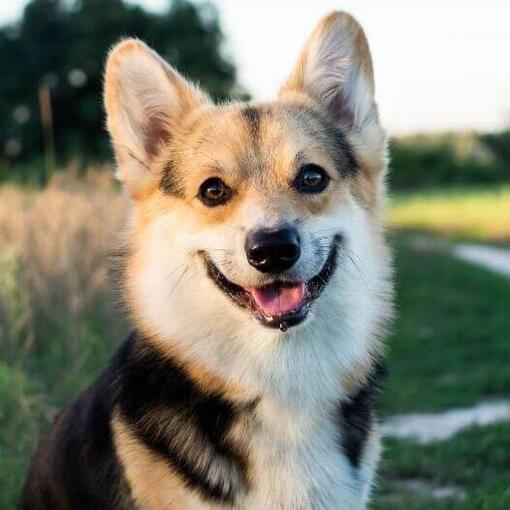 Corgi galés de Cardigan