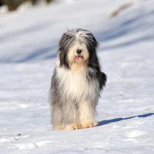Perro de raza Collie barbudo