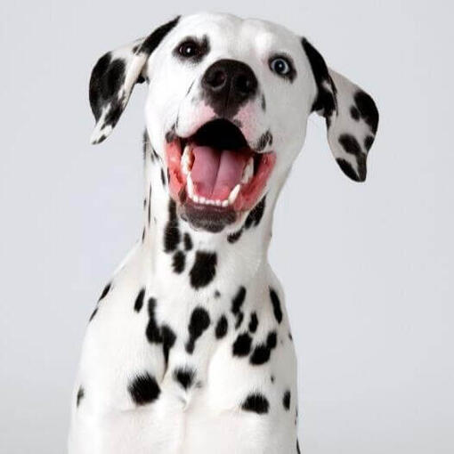 Perro de raza Dálmata