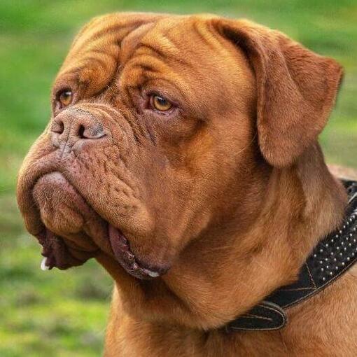 Dogo de Burdeos