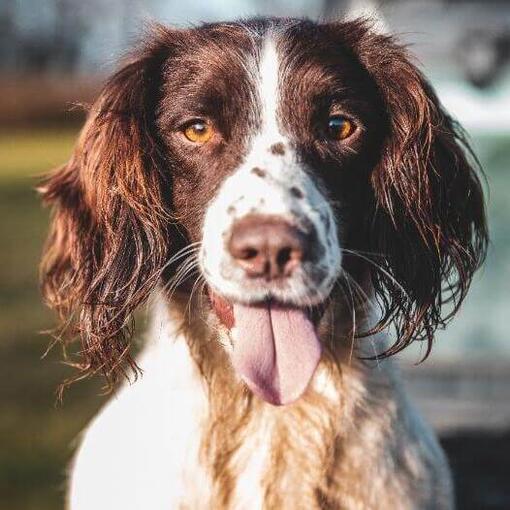 Springer Spaniel inglés