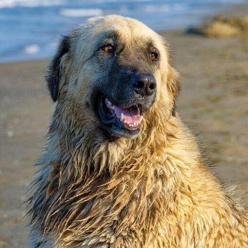 Perro Serra da Estrela