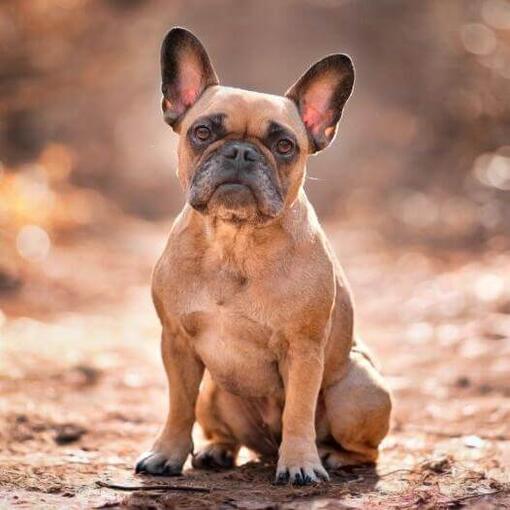 Bulldog francés