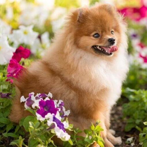Spitz alemán pequeño