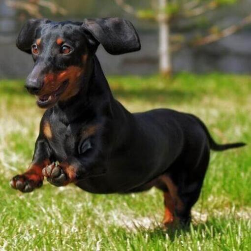 Perro de raza Teckel miniatura de pelo liso
