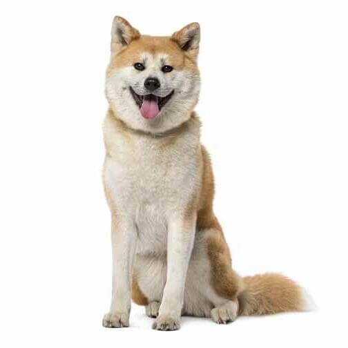 Akita japonés