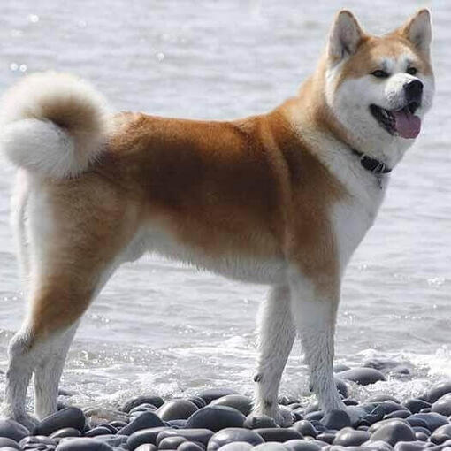 Akita japonés