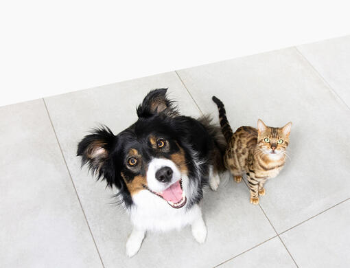 Perro y gato mirando hacia arriba