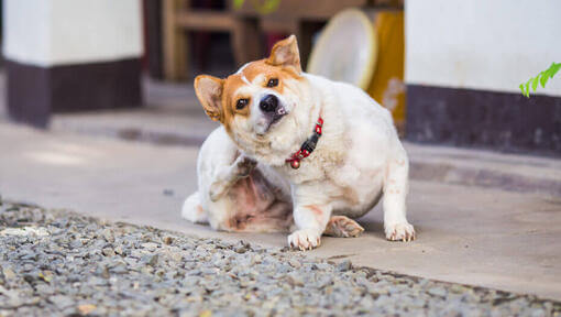 Rascado de perro marrón y blanco.